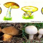 съедобные грибы подмосковья