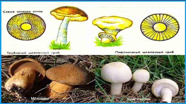 грибы подмосковья 