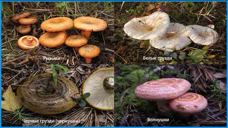какие бывают съедобные грибы 