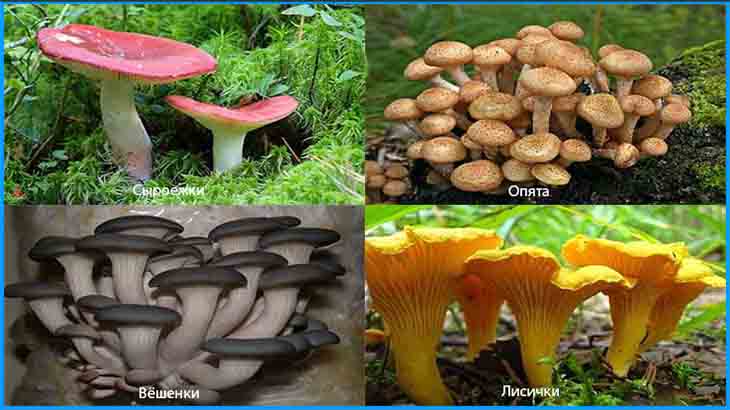 полезные грибы для человека 