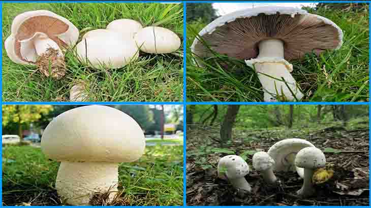 съедобные грибы в подмосковье - маслята