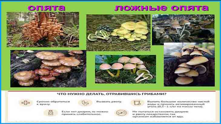 список съедобных грибов 