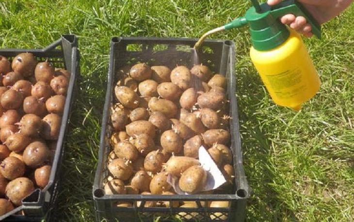 посадка и выращивание картофеля 