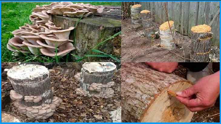Как вырастить грибы на пне: технология выращивания вешенки в домашних условиях